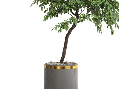 Plants collection 700 3D Model