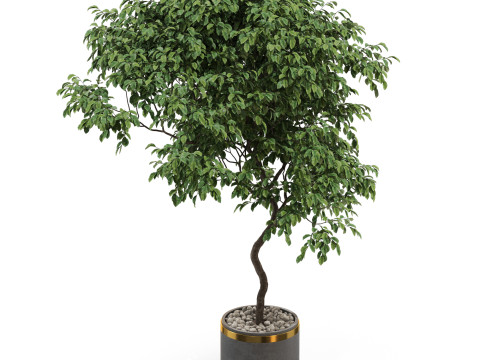 Plants collection 700 3D Model