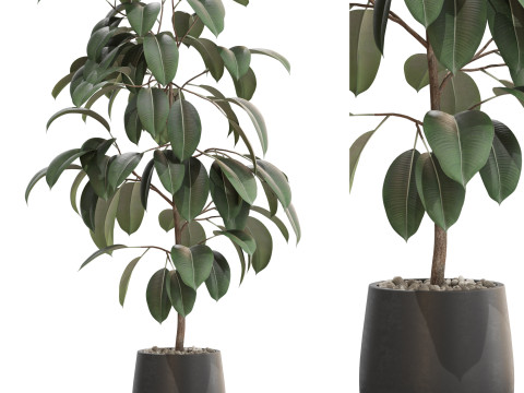 Plants collection 701 Model 3D