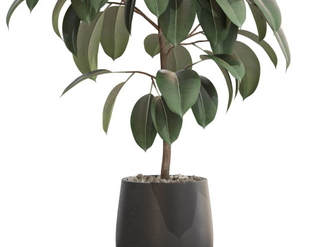 Plants collection 701 3D Model