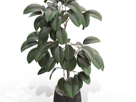 Plants collection 701 3D Model