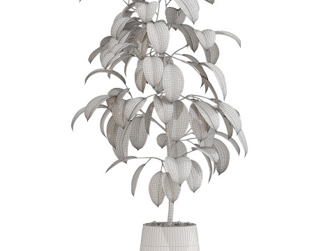 Plants collection 701 3D Model