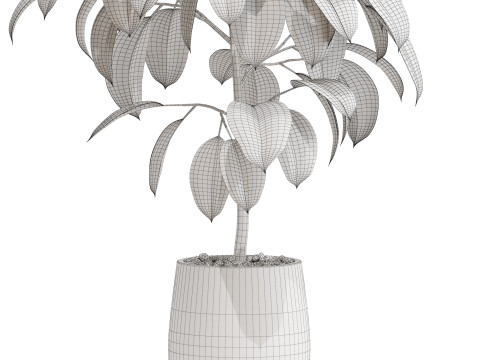 Plants collection 701 3D Model