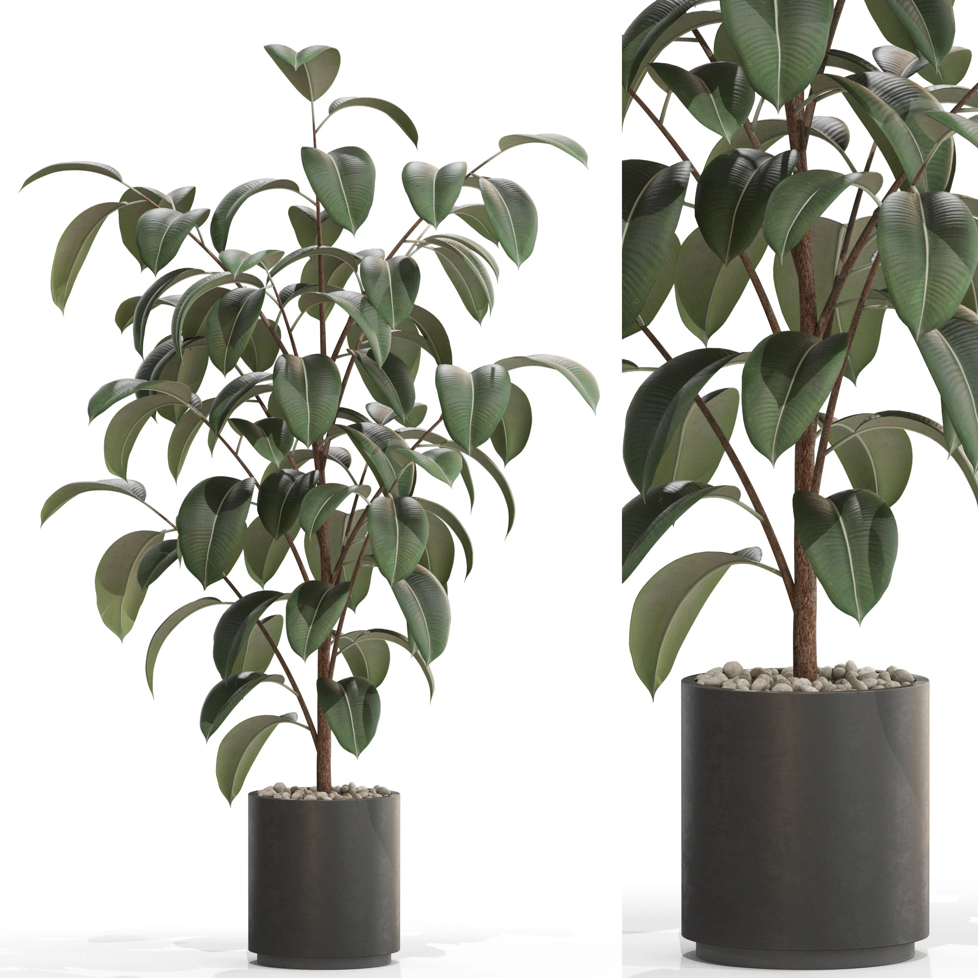 Plants collection 702 3D Model .c4d .max .obj .3ds .fbx .stl .blend
