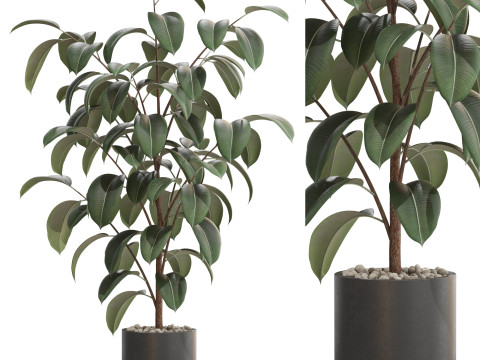 Plants collection 702 Model 3D