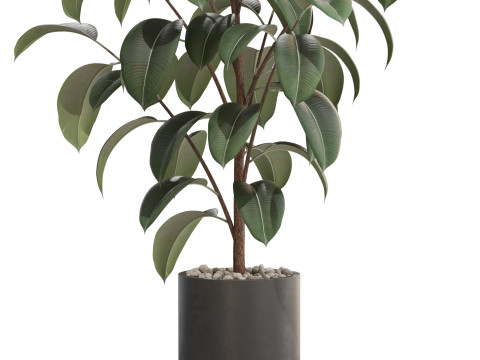 Plants collection 702 3D 모델
