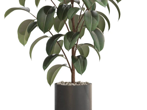 Plants collection 702 3D Model