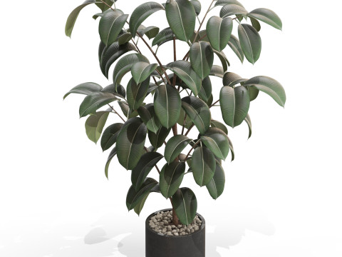 Plants collection 702 3D 모델
