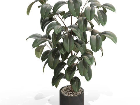 Plants collection 702 3D Model