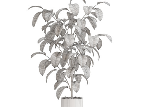 Plants collection 702 3D 모델