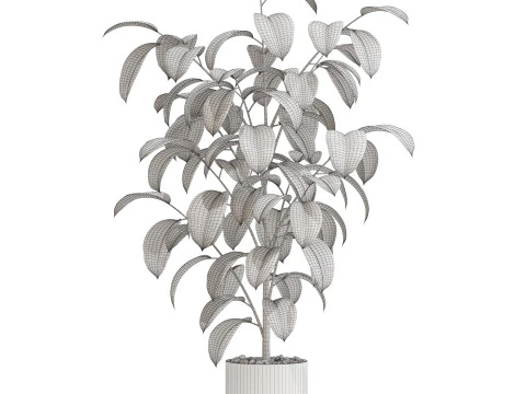 Plants collection 702 3D Model