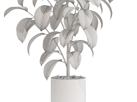 Plants collection 702 3D 모델