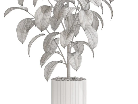 Plants collection 702 3D Model