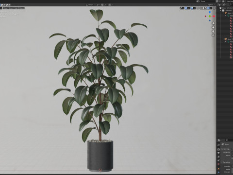 Plants collection 702 3D 모델