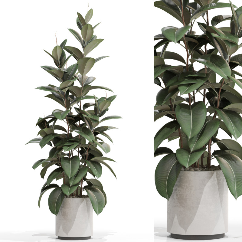 Plants collection 703 3D Model .c4d .max .obj .3ds .fbx .stl .blend