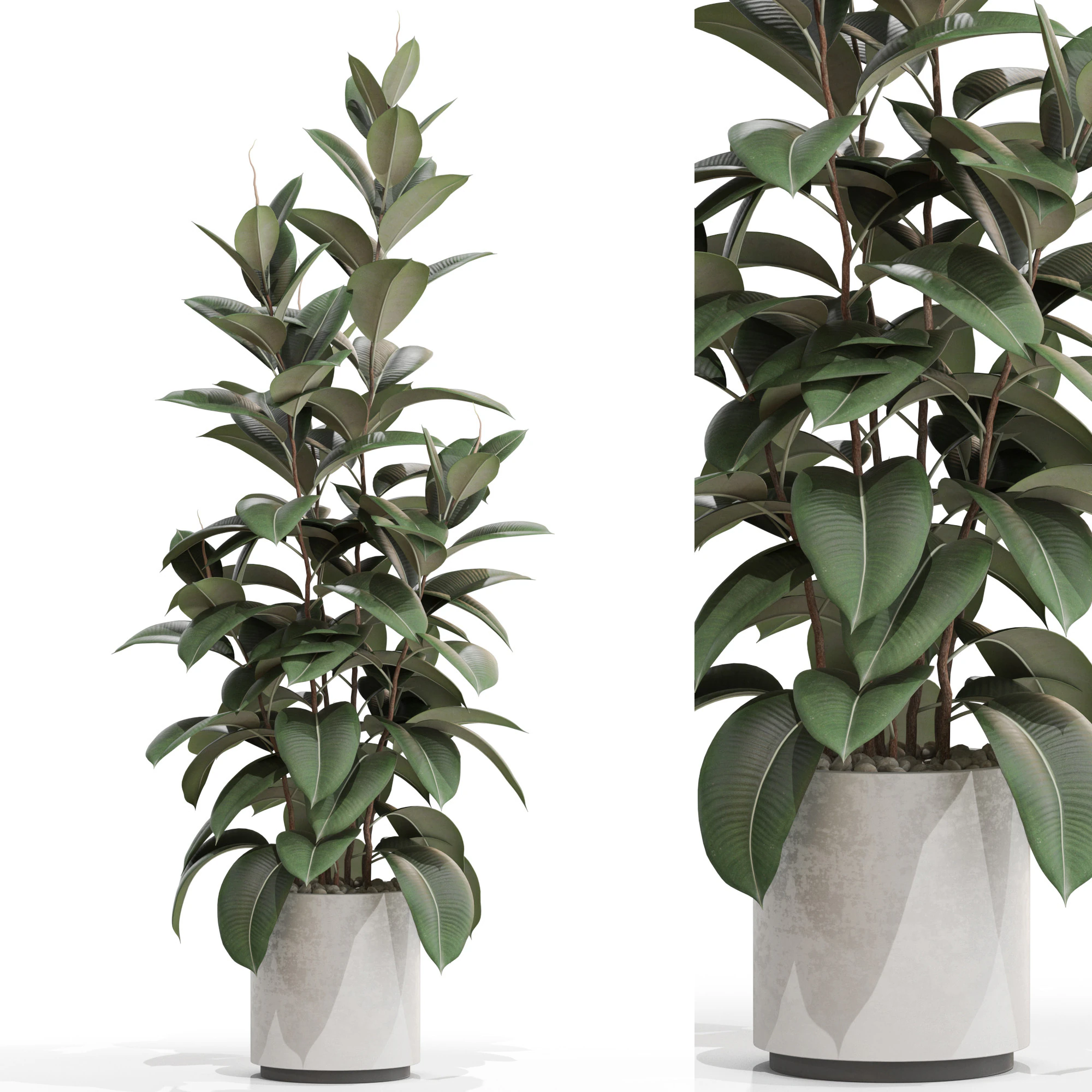 Plants collection 703 3D Model .c4d .max .obj .3ds .fbx .stl .blend 