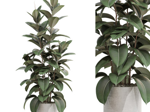 Plants collection 703 3D 모델