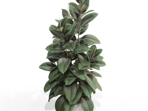 Plants collection 703 3D Model