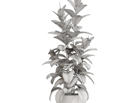 Plants collection 703 3D Model