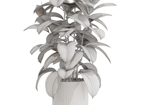 Plants collection 703 3D Model