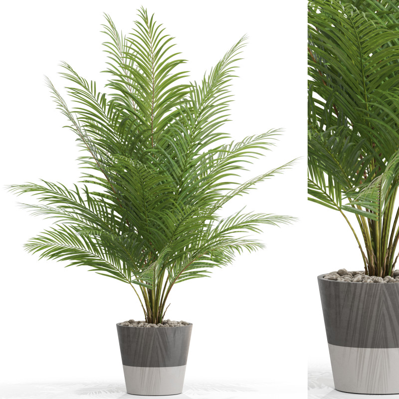 Plants collection 704 Modelo 3D .c4d .max .obj .3ds .fbx .stl .blend