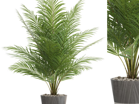 Plants collection 704 3D Model