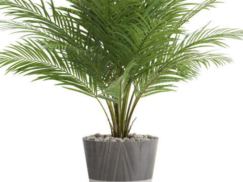 Plants collection 704 Modelo 3D