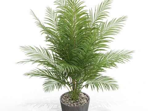 식물채집 704 3D 모델