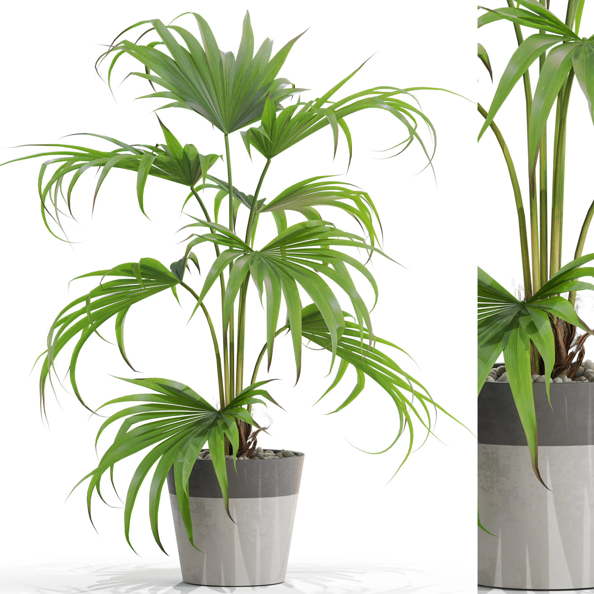 Plants collection 705 3D Model .c4d .max .obj .3ds .fbx .stl .blend 