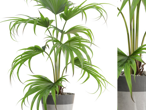 Plants collection 705 Modelo 3D