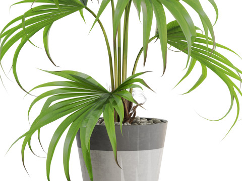Plants collection 705 3Dモデル