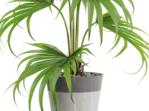 Plants collection 705 3D Model