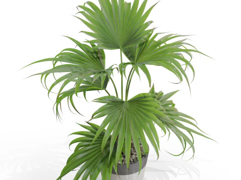 Plants collection 705 3D Model