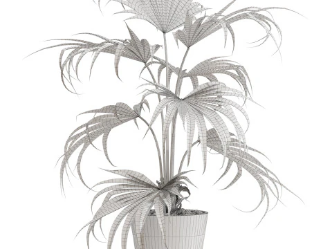 Plants collection 705 3D Model