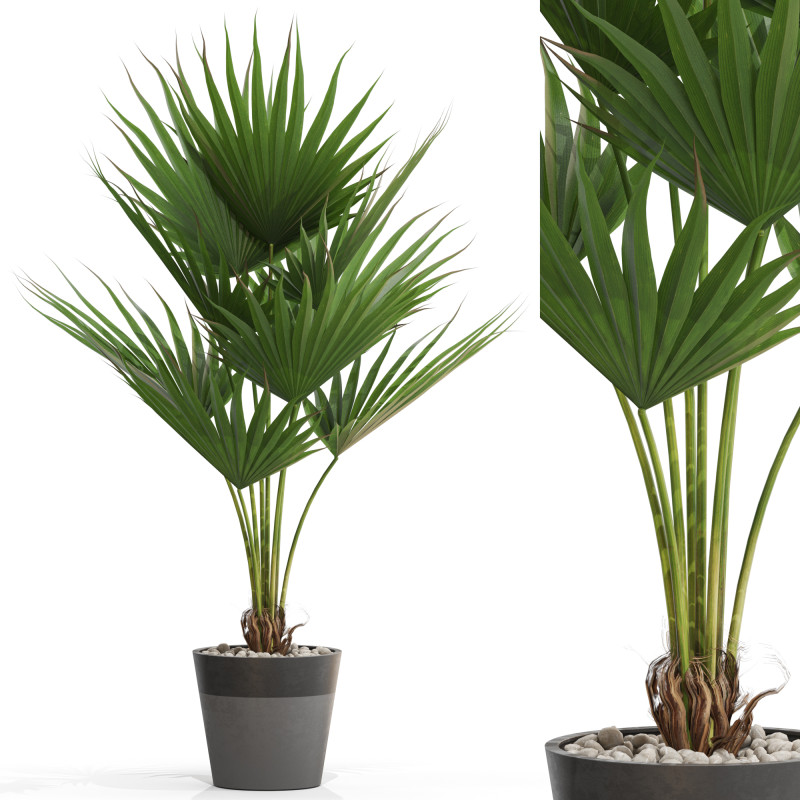 Plants collection 706 3D 모델 .c4d .max .obj .3ds .fbx .stl .blend