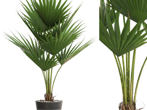 Collezione piante 706 Modello 3D