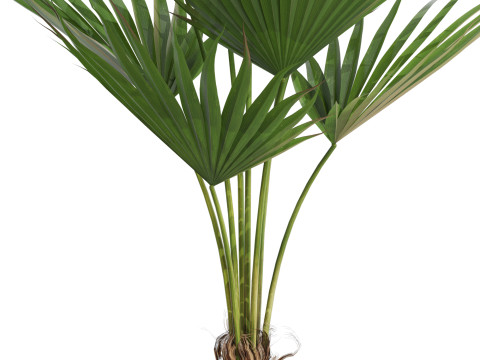Plants collection 706 3D Модель