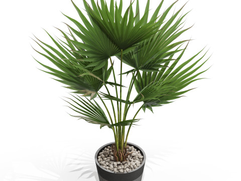 Plants collection 706 3D Модель