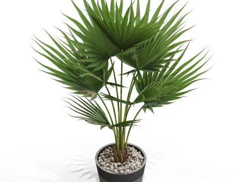 Plants collection 706 3D Model
