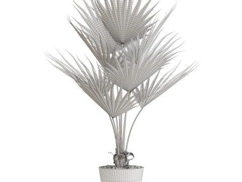 Plants collection 706 3D Model