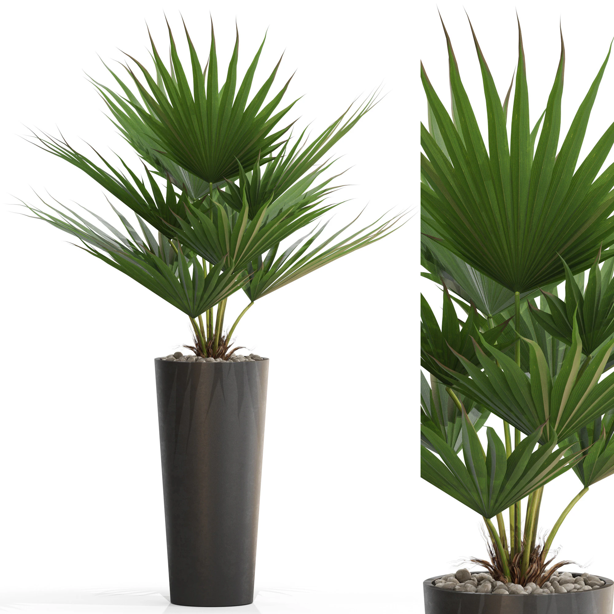 Plants collection 707 3D Model .c4d .max .obj .3ds .fbx .stl .blend 