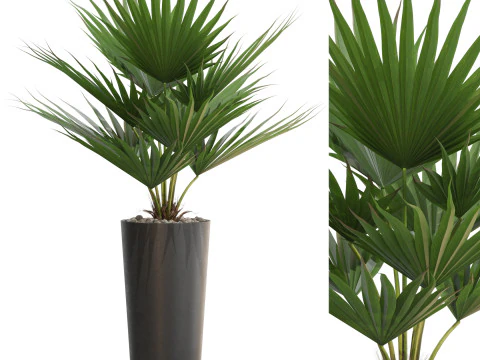 Koleksi tanaman 707 Model 3D