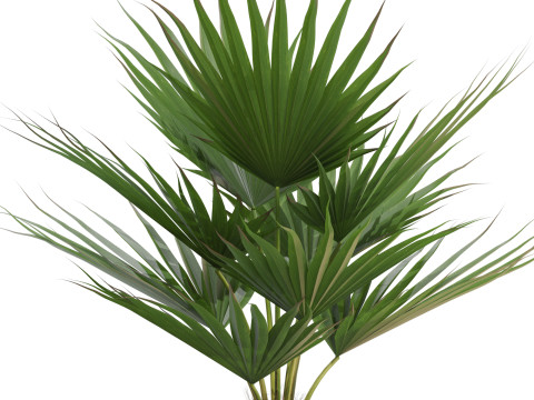 Plants collection 707 Modèle 3D