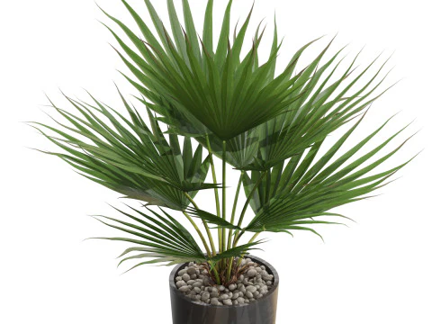 Plants collection 707 3D Model