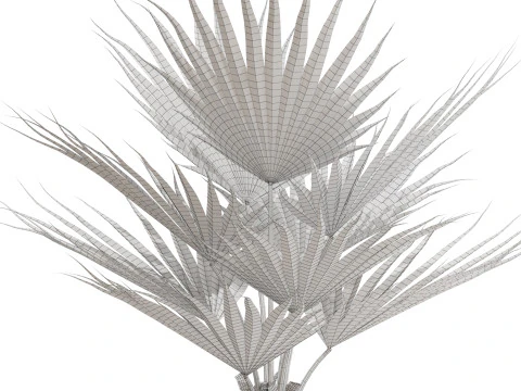 Plants collection 707 3D Model