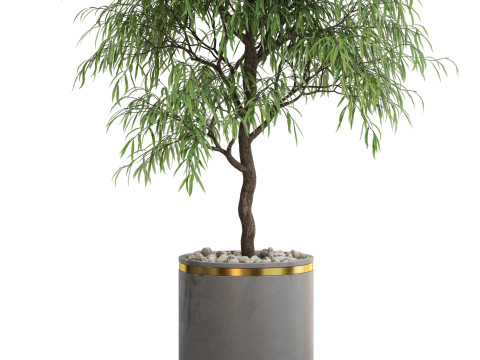 Plants collection 708 Model 3D