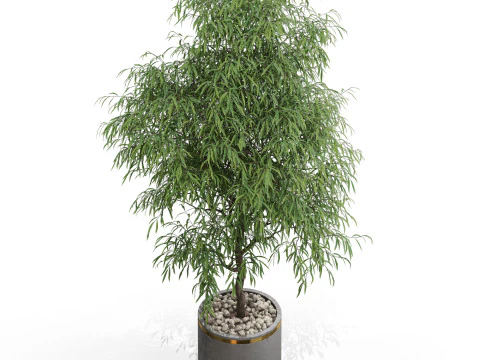 Plants collection 708 3D Model