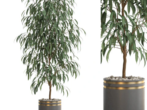 Plants collection 709 3D Model