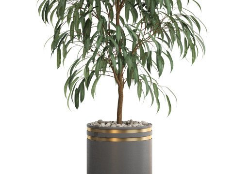 Plants collection 709 3D 모델
