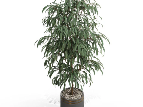 Plants collection 709 3D Model